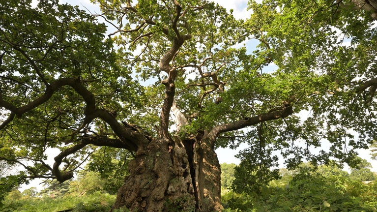 A view of a wide tree with twisty branches and green leaves